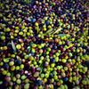 Arbequina Extra Virgin Olive Oil - California grown
