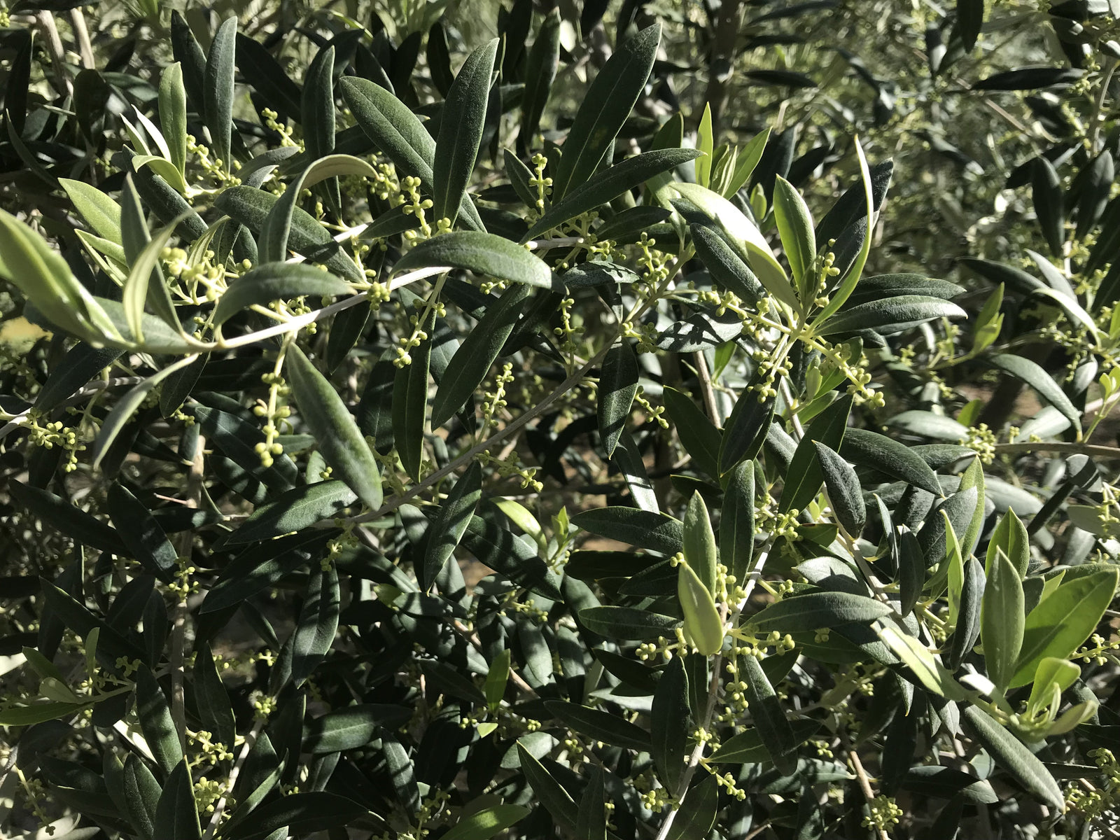 From the Farm
