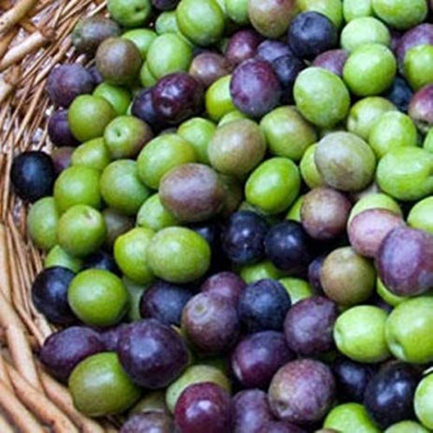 What Happens If You Drink Olive Oil Every Day? Health Effects, Benefits & Tips