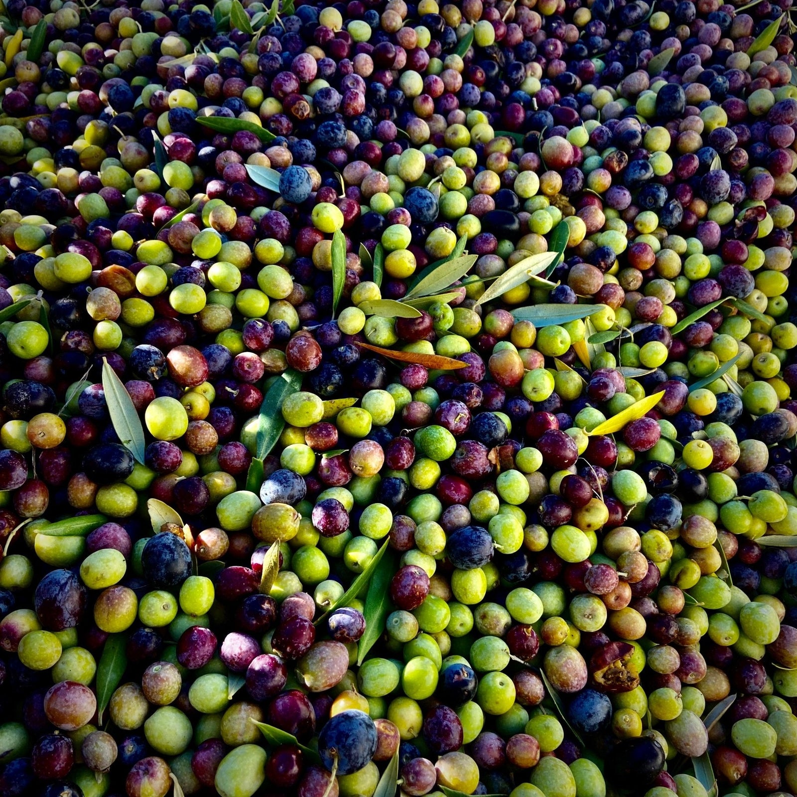 Type of Olives: Which Varieties Taste Best and Why It Matters