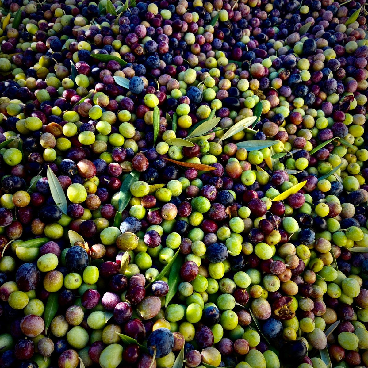 Single Origin Olive Oil: What the Label Tells You About Flavor