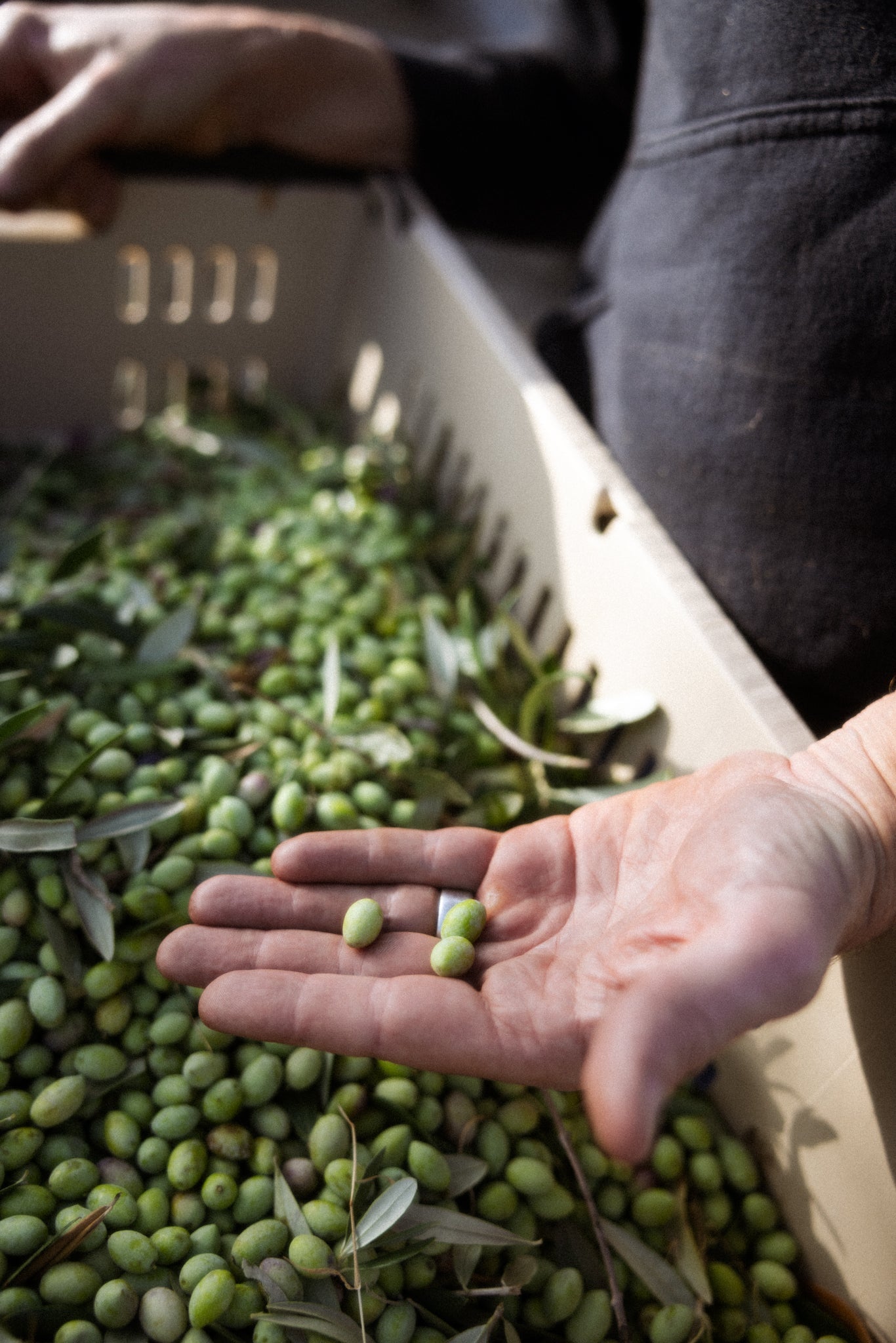 California Olive Oil vs Italian Olive Oil: Which Tastes Fresher?