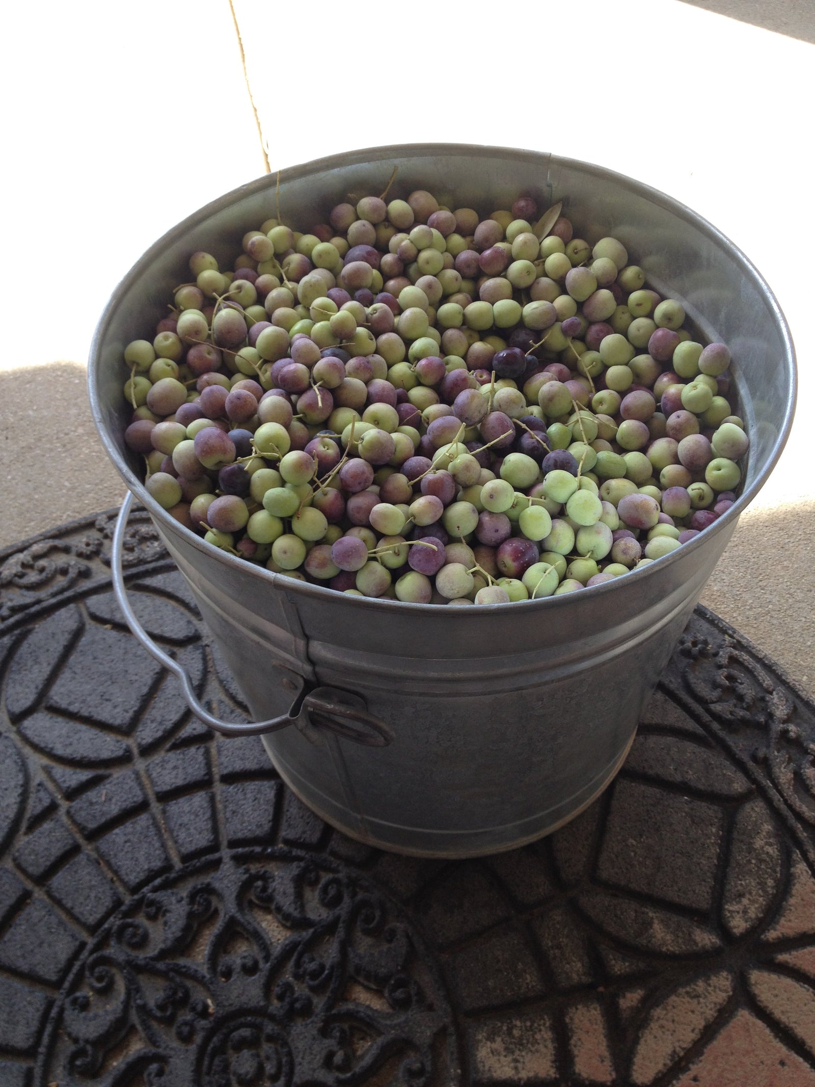 Olive Oil Harvest: When Does Freshness Taste Most Vibrant?
