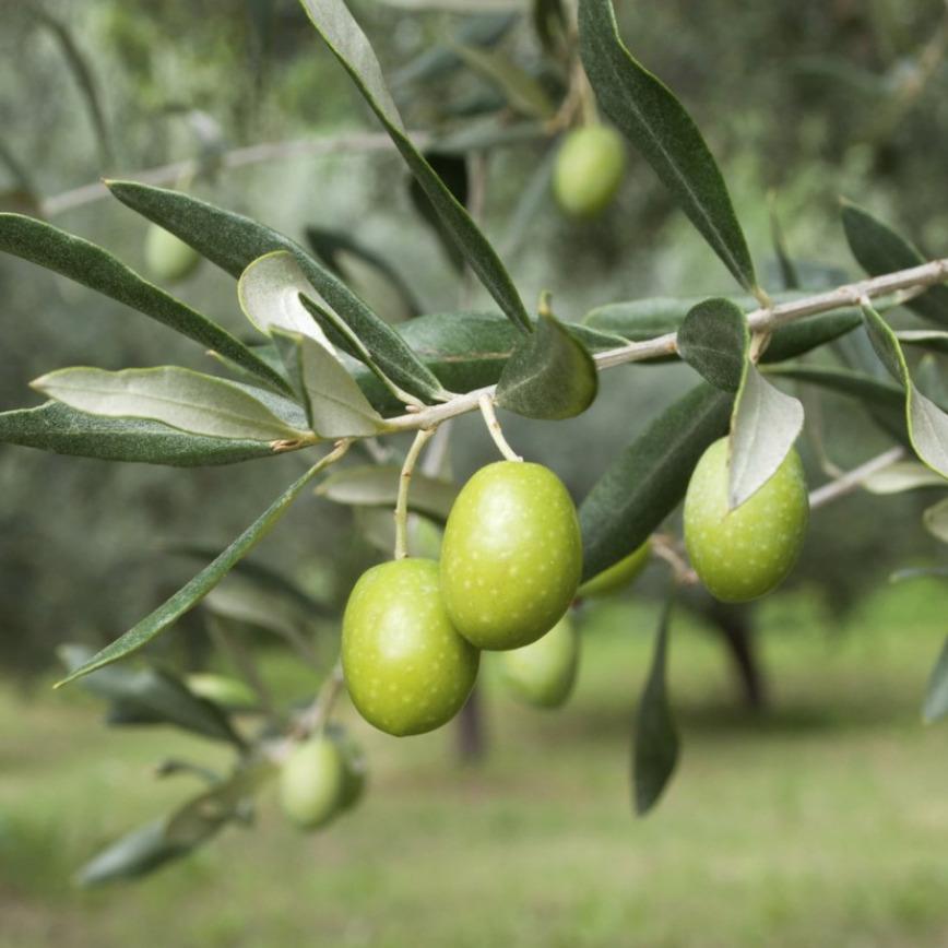 Olive Oil Polyphenols: Why Fresh EVOO Tastes Peppery
