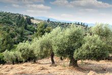  Frantoio Extra Virgin Olive Oil